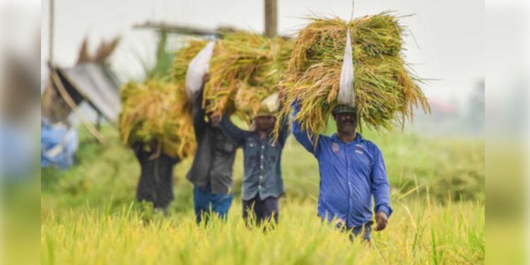 Lucknow: Sow paddy like wheat, cost will be reduced, yield will also be equal