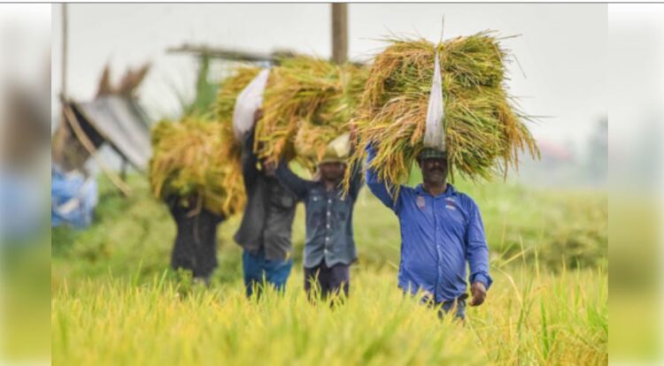 Lucknow: Sow paddy like wheat, cost will be reduced, yield will also be equal