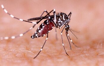National Dengue Day: Do not panic if dengue comes, adopt this easy solution!