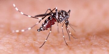 National Dengue Day: Do not panic if dengue comes, adopt this easy solution!