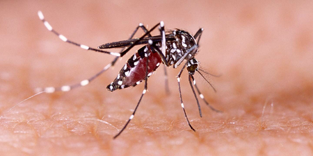 National Dengue Day: Do not panic if dengue comes, adopt this easy solution!