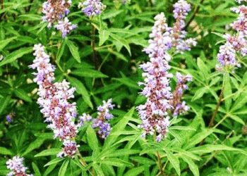 Nirgundi: Miraculous medicine of Ayurveda, beneficial in the treatment of many diseases