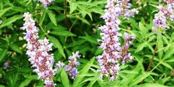 Nirgundi: Miraculous medicine of Ayurveda, beneficial in the treatment of many diseases