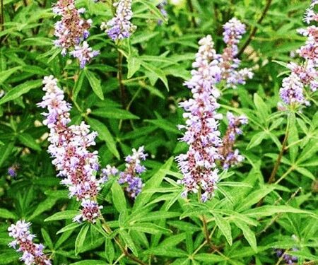 Nirgundi: Miraculous medicine of Ayurveda, beneficial in the treatment of many diseases