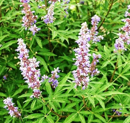 Nirgundi: Miraculous medicine of Ayurveda, beneficial in the treatment of many diseases