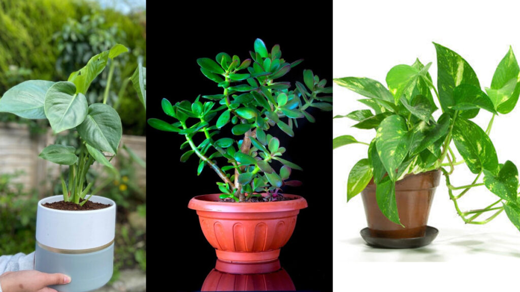 No matter how strong sunlight, plant these plants, balconies or garden anywhere
