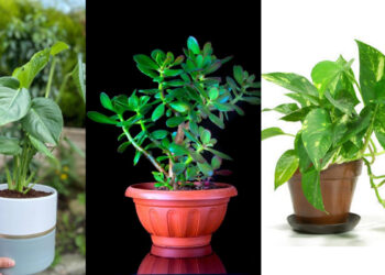 No matter how strong sunlight, plant these plants, balconies or garden anywhere