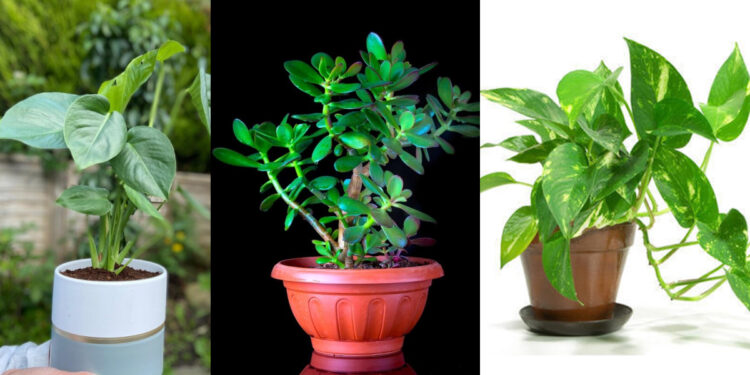 No matter how strong sunlight, plant these plants, balconies or garden anywhere