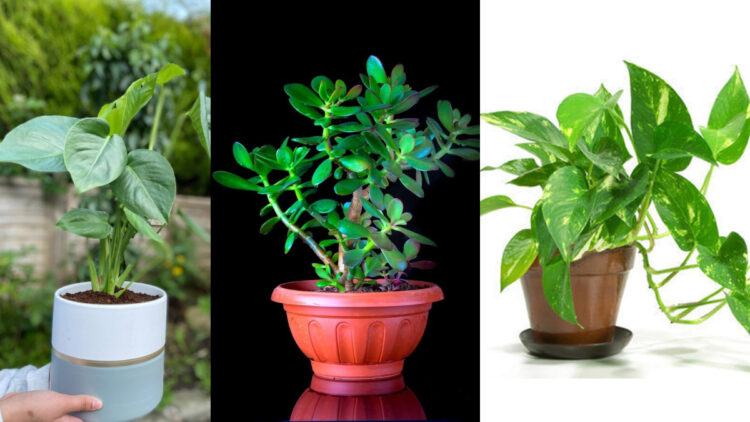 No matter how strong sunlight, plant these plants, balconies or garden anywhere