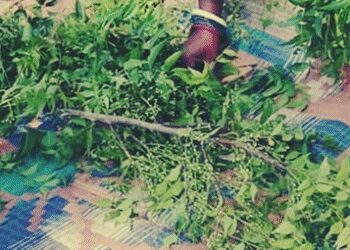 Not only neem leaf, flower is also a treasure of medicinal properties, heatweave or indigestion, relief in a pinch