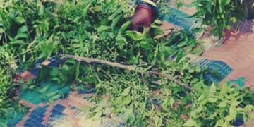Not only neem leaf, flower is also a treasure of medicinal properties, heatweave or indigestion, relief in a pinch