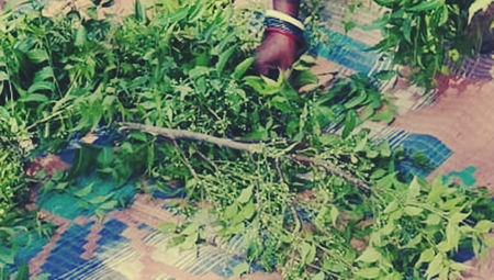 Not only neem leaf, flower is also a treasure of medicinal properties, heatweave or indigestion, relief in a pinch