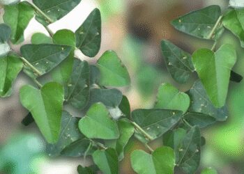'Patalgaruri', a magical plant that will rescue every drug
