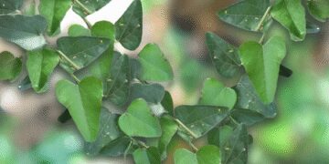 'Patalgaruri', a magical plant that will rescue every drug