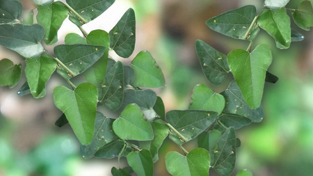 'Patalgaruri', a magical plant that will rescue every drug