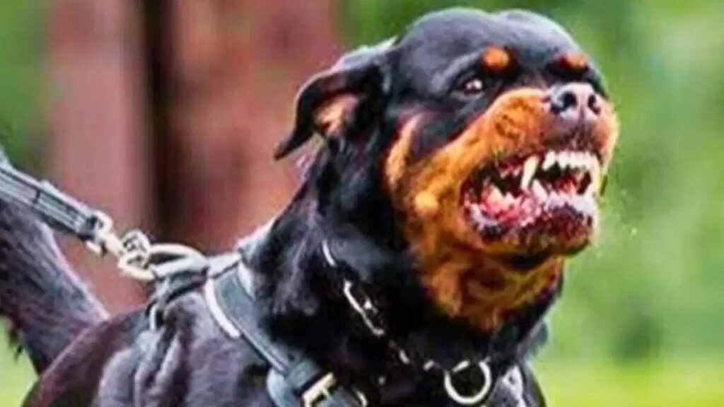 Pet dogs took life on a 4-month-old girl playing in the society