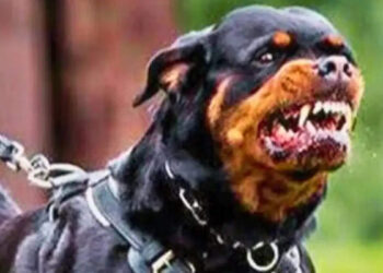 Pet dogs took life on a 4-month-old girl playing in the society