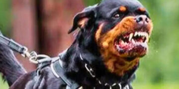 Pet dogs took life on a 4-month-old girl playing in the society
