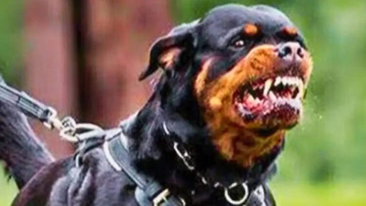 Pet dogs took life on a 4-month-old girl playing in the society