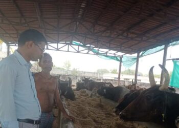 Raebareli News | Special Arrangements Made in Cow Shelters to Protect Animals from Heat in Raebareli | UP News in Hindi | Newstrack Samachar | Raebareli News: Gauvansh is disturbed due to scorching heat in Rae Bareli, special arrangements in cowsheds | News Track in Hindi