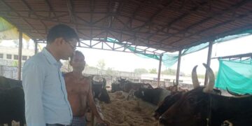 Raebareli News | Special Arrangements Made in Cow Shelters to Protect Animals from Heat in Raebareli | UP News in Hindi | Newstrack Samachar | Raebareli News: Gauvansh is disturbed due to scorching heat in Rae Bareli, special arrangements in cowsheds | News Track in Hindi