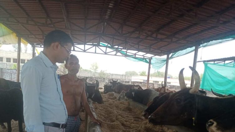 Raebareli News | Special Arrangements Made in Cow Shelters to Protect Animals from Heat in Raebareli | UP News in Hindi | Newstrack Samachar | Raebareli News: Gauvansh is disturbed due to scorching heat in Rae Bareli, special arrangements in cowsheds | News Track in Hindi