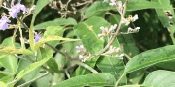 साइटिका हो या स्लिप डिस्क, हर दर्द की दवा है छोटी सी बूटी निर्गुंडी