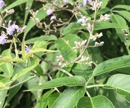 साइटिका हो या स्लिप डिस्क, हर दर्द की दवा है छोटी सी बूटी निर्गुंडी