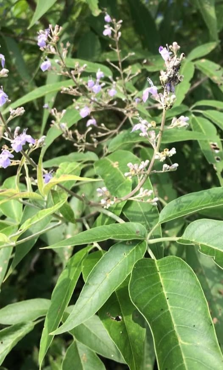 साइटिका हो या स्लिप डिस्क, हर दर्द की दवा है छोटी सी बूटी निर्गुंडी