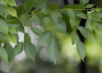 महिलाओं के लिए अमृत से कम नहीं शीशम, कई बीमारियों का है समाधान