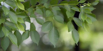 महिलाओं के लिए अमृत से कम नहीं शीशम, कई बीमारियों का है समाधान