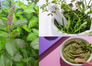 Stones, menstruation or diabetes problem, this plant at home will get relief