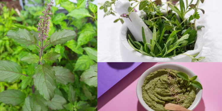 Stones, menstruation or diabetes problem, this plant at home will get relief