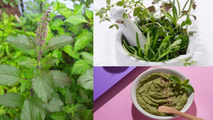 Stones, menstruation or diabetes problem, this plant at home will get relief