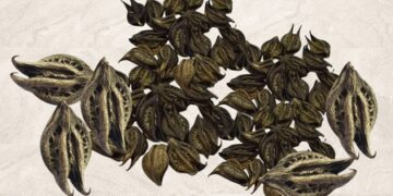 The mysterious plant growing in the rain 'black nettle', is full of medicinal properties