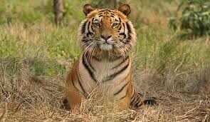 The tigress who hunted two people in Ranthambore, 'Jail', will now spend a few years in prison