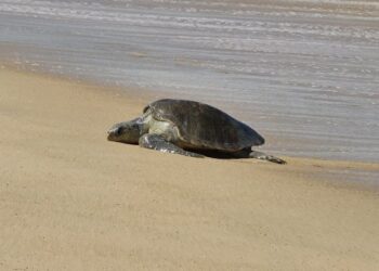 This turtle turned out to be the king of speed, the distance of 1000 km was covered in just so many days