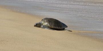 This turtle turned out to be the king of speed, the distance of 1000 km was covered in just so many days