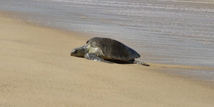 This turtle turned out to be the king of speed, the distance of 1000 km was covered in just so many days
