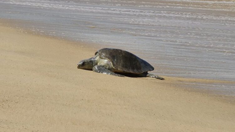 This turtle turned out to be the king of speed, the distance of 1000 km was covered in just so many days