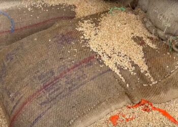Unseasonal rains provide relief from heat, disaster on farmers, wheat worth millions spoiled in mandi