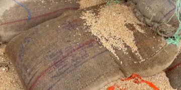 Unseasonal rains provide relief from heat, disaster on farmers, wheat worth millions spoiled in mandi