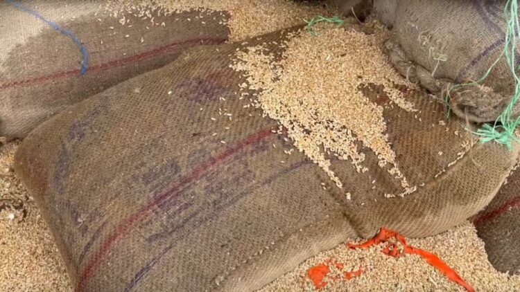 Unseasonal rains provide relief from heat, disaster on farmers, wheat worth millions spoiled in mandi