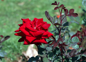 Why 'Gulkand' made of rose petals is called 'Ayurvedic Tonic'