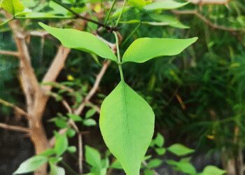A strange qualities are hidden in vine leaves! Disclosure in research