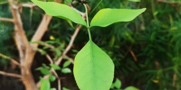A strange qualities are hidden in vine leaves! Disclosure in research