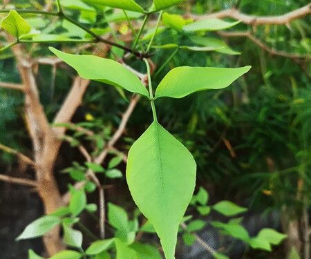 A strange qualities are hidden in vine leaves! Disclosure in research