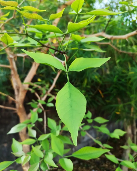 A strange qualities are hidden in vine leaves! Disclosure in research