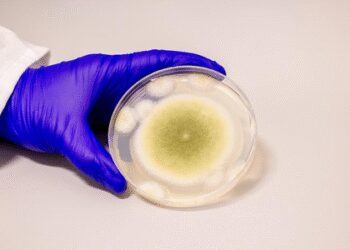 American researchers made cancer from dangerous fungus
