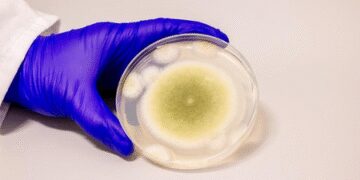 American researchers made cancer from dangerous fungus